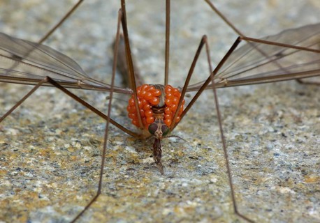 Cranefly
