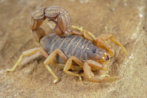 Other animals