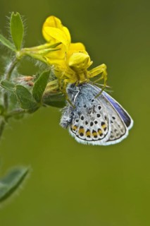 Heather spider