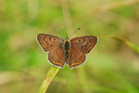 Sooty Copper