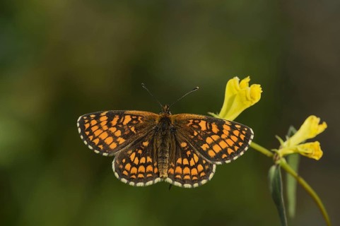 Heath fritillary