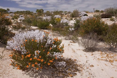 Sandy Kwongan Heath