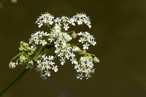 Cow Parsley
