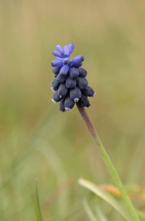 Muscari racemosum