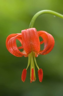 Turban lily