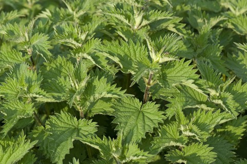 Stinging nettle