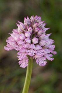 Orchid