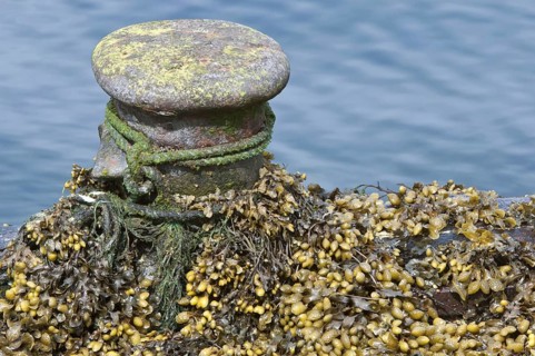 Flat Wrack