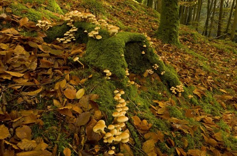 Sulphur Tuft