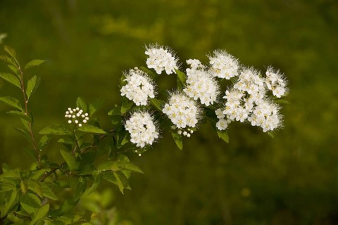 Elm-leaved elm-leaved spirea