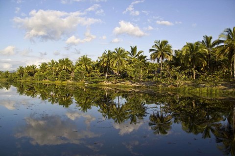 Coconut plantation near Fort Dauphin