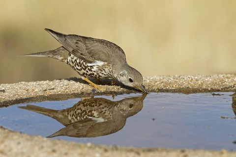 Mistle Thrush