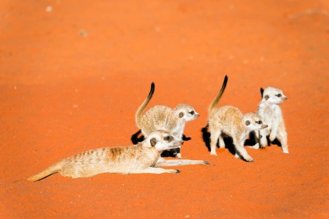 Meerkat