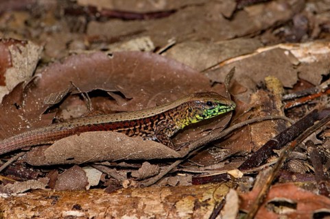 Four-striped ameive