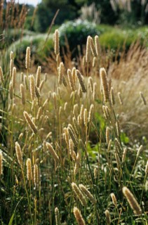 Bulbous Glossy Grass