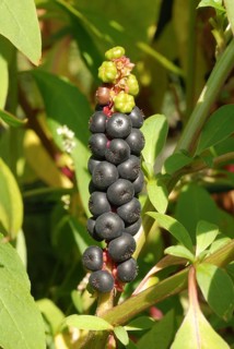 Kermesberry