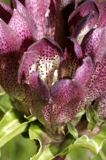 Brown gentian