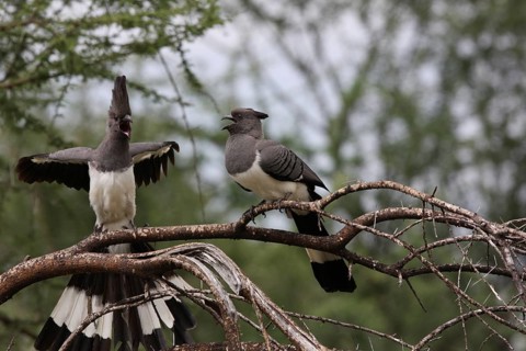 White-bellied Go-away Bird