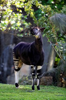 Okapi