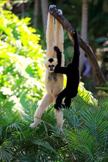 Northern white-cheeked gibbon