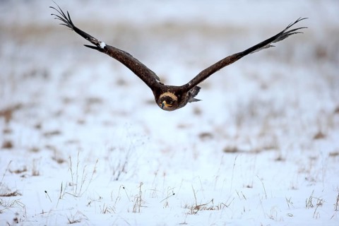 Steppe eagle