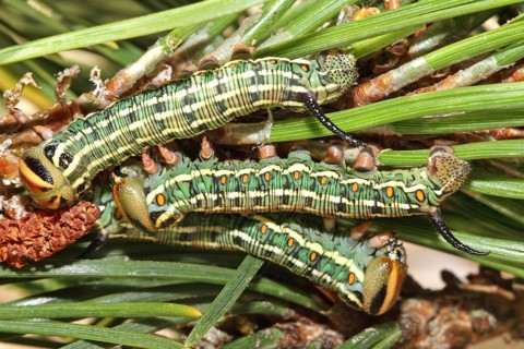 Pine Hawk Moth