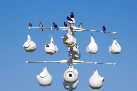 Purple martin