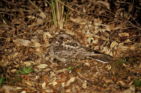 Fiery necked Nightjar