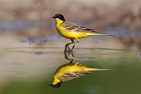 Black-headed Wagtail