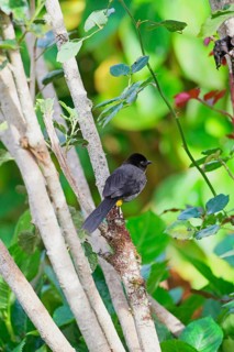 Yellow-thighed Sparrow