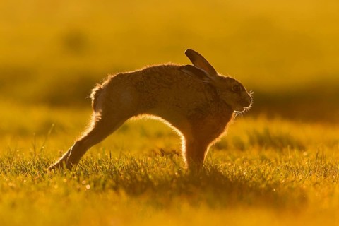 European Hare
