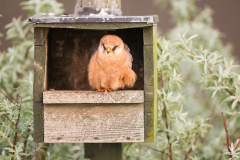 Red-footed Falcon