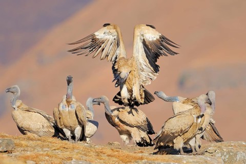 Cape griffon