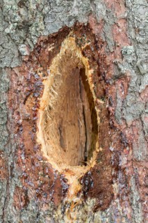 A characteristic rectangular oblong hole excavated by a Black Woodpecker