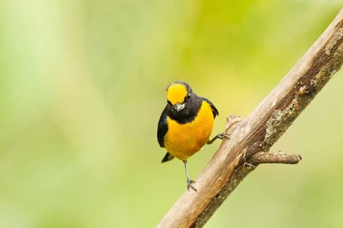 Orange-bellied Euphonia
