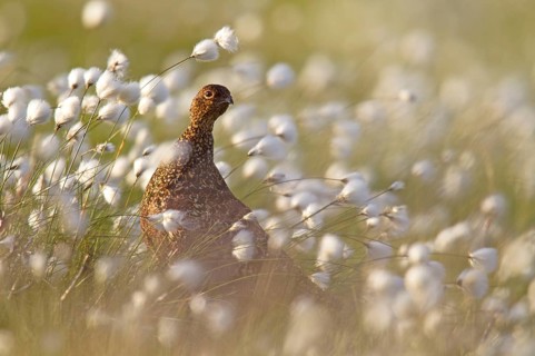 Red Grouse