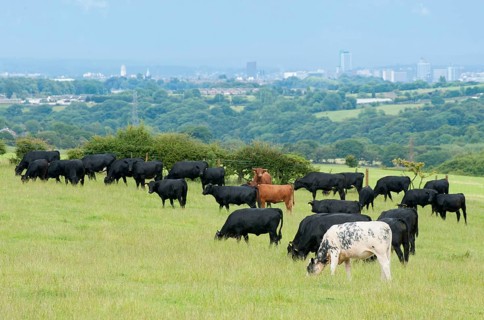 Domestic cattle
