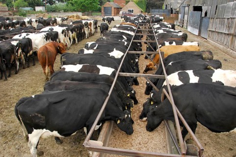 Domestic cattle