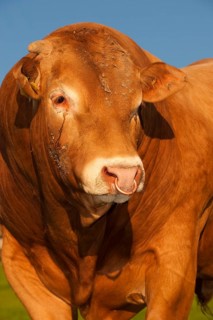 Domestic cattle