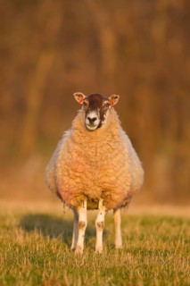 Domestic Sheep