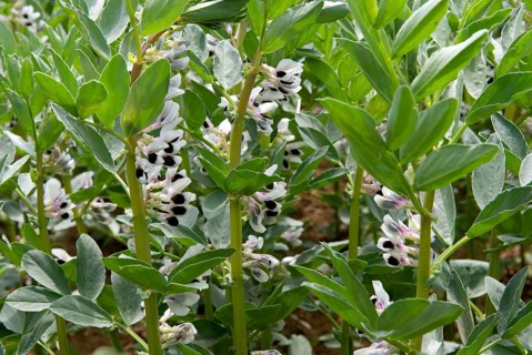 Vetch