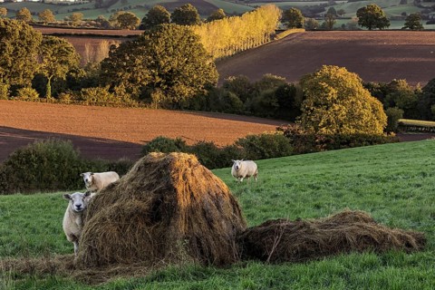 Domestic sheep