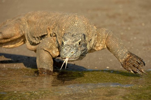 Komodo Dragon