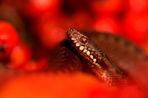 European Adder