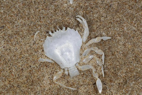 Swimming crab