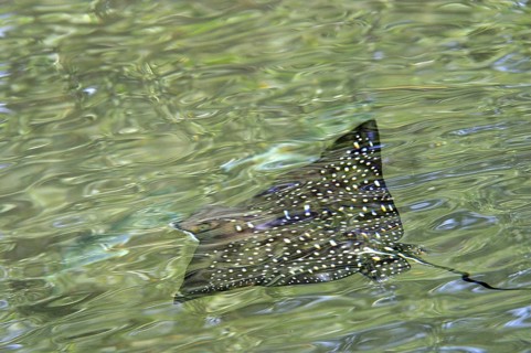 Spotted eagle ray