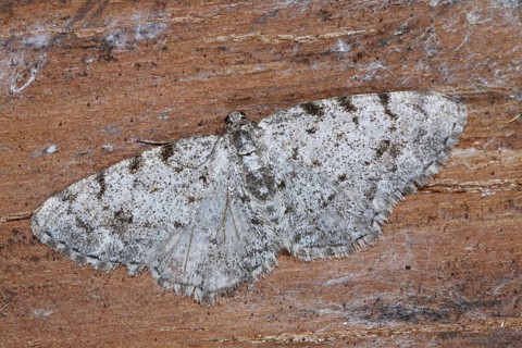 Grey Birch