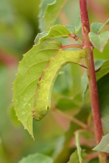 Silver streaked vine hawk-moth
