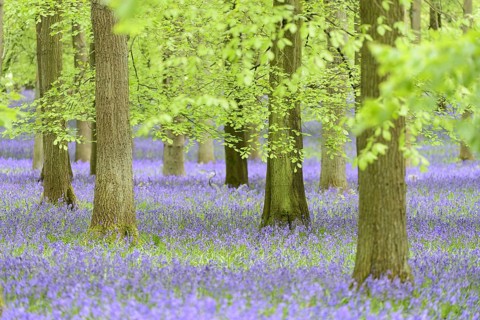 Common Bluebell