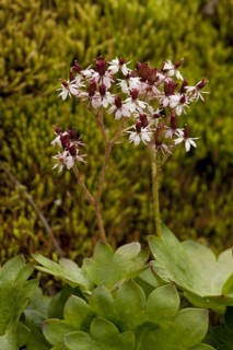 Nelson's Brook Saxifrage